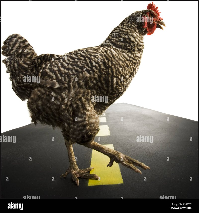 Explore chicken road 2 casino